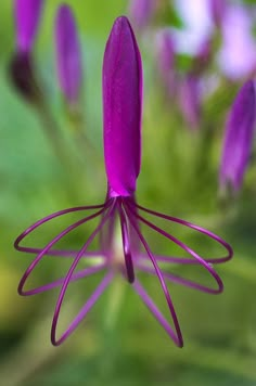 a purple flower with green leaves in the background