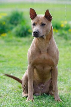 a brown dog sitting on top of a lush green field