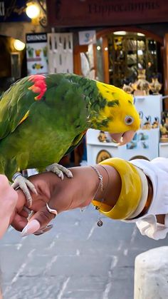 a parrot is perched on the arm of someone's hand while they are feeding it