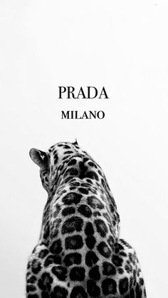 a black and white photo of a giraffe with the words prada milano on it