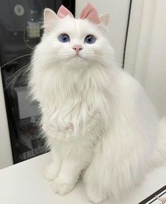 a white cat with blue eyes sitting on top of a desk