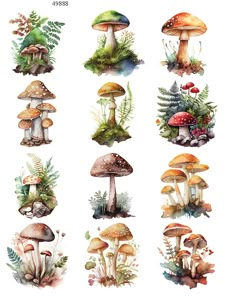 watercolor mushrooms and ferns are shown in this illustration, which is part of the mushroom collection