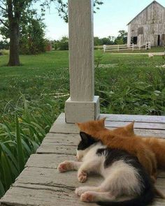 two cats sitting on a porch next to each other and one cat laying down looking at the camera