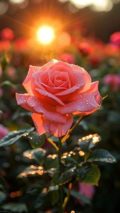 a pink rose with water droplets on it's petals in the sun setting over some flowers