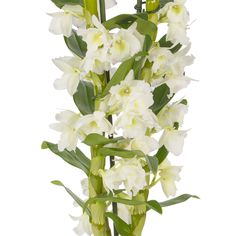 white flowers are arranged in a vase with green stems