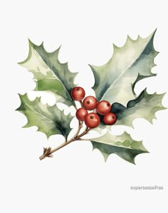 Holly Clipart, Christmas Leaves, Holly Leaves, Holly Berry, Flower Printable, Month Flowers, Drawn Illustration, Impressionist Art, Birth Month Flowers