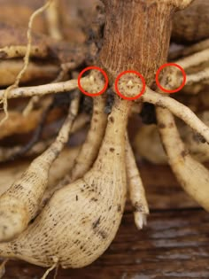 two red circles are on top of the roots of a root plant, which is brown