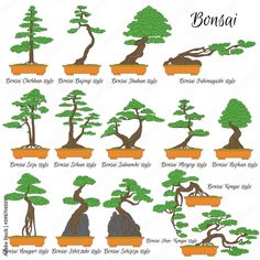 bonsai tree types in different stages of growth