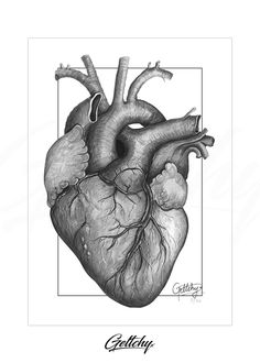 a black and white drawing of a human heart