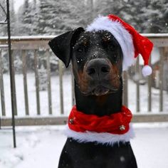 a black and brown dog wearing a santa hat