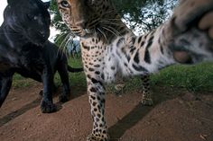 two black cats and one brown cat are on the dirt ground near each other with trees in the background