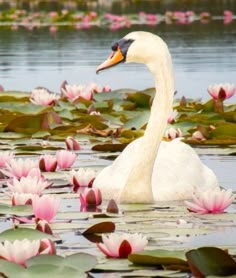 a white swan floating on top of a body of water surrounded by lily padding