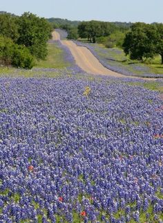 a field full of purple flowers next to a dirt road