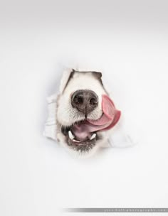 a dog sticking its tongue out through a hole in the wall