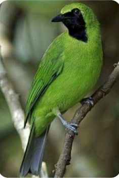 a green bird sitting on top of a tree branch