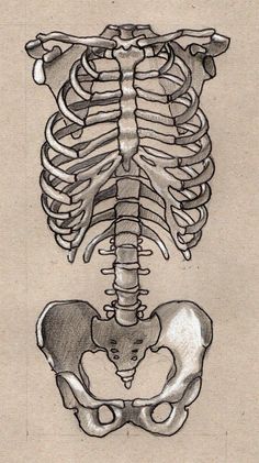 a drawing of a human skeleton with the lower and upper ribs visible in black ink