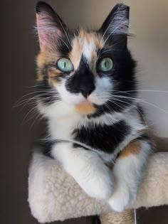 a calico cat sitting on top of a scratching post with its paws hanging down