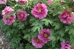 large pink flowers blooming in the garden