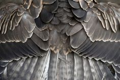 a close up view of the back end of a bird's wing and feathers