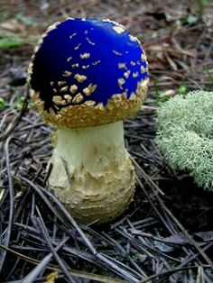 a blue and white mushroom sitting on the ground