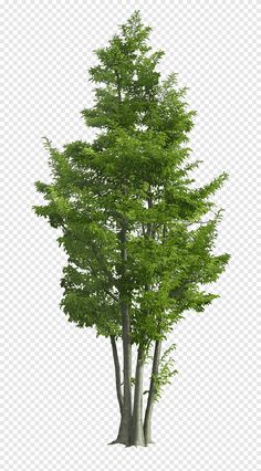 a tall tree with green leaves on it's branches, in front of a white background