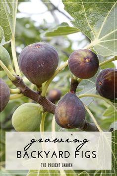 some figs are growing on the tree and there is text overlay that reads, geraning backyard figs