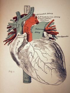 an illustration of the human heart and its major vessels