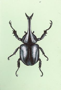 a drawing of a beetle on a green background