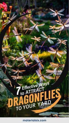 7 effective ways to attract dragonflies to your yard illustrated with several dragonflies in a garden setting. Attract Pollinators