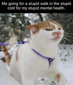 a cat walking in the snow with a leash on it's neck and mouth