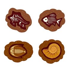 four different types of fish in the shape of circles