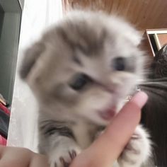 a small kitten is being petted by someone's hand in front of a mirror