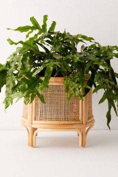 a potted plant sitting on top of a wooden stand