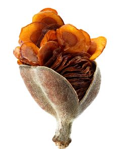 an image of dried fruit on a white background with clippings to the side