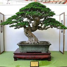 a bonsai tree is displayed in an exhibit