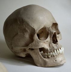 a human skull is shown on a white surface