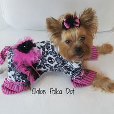 a small brown dog wearing pink and black clothes