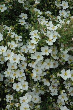 white flowers with yellow centers are in the foreground