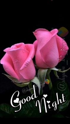 two pink roses with the words good night