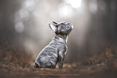 a small gray dog looking up into the sky