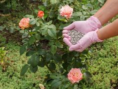 a person in pink gloves and white gloves is picking flowers from a bush with seeds