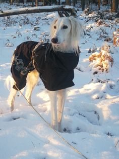 a white dog wearing a black jacket in the snow