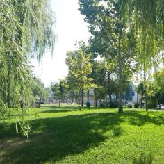 the park is full of trees and grass