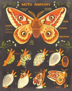 an illustration of moths and other insects on a blackboard with the caption moth anatomy