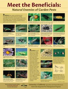 a poster with pictures of bugs and insects