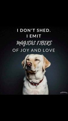 a dog with its eyes closed and the words i don't shed, i emit magic fibers of joy and love