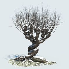 a bonsai tree with no leaves is shown in the snow on a white background