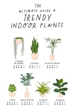 the ultimate guide to trendy indoor plants