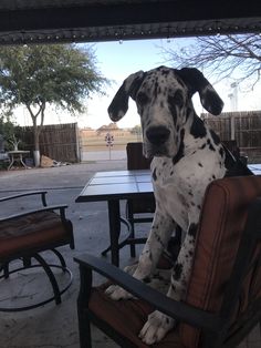 a dalmatian dog sitting on top of a brown chair next to a table