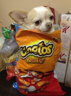 a small dog sitting in a bag of chips